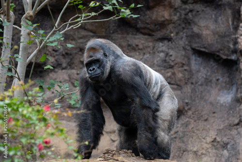 Schilderij op canvas Gorilla, large primarily herbivorous great apes live in tropical forests of equa