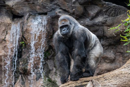 Foto Gorilla, large primarily herbivorous great apes live in tropical forests of equa