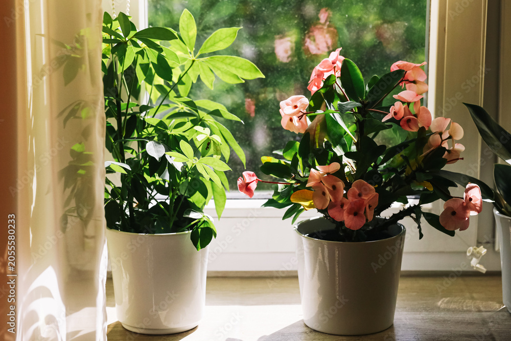 Fototapeta premium Potted houseplants on sunny windowsill. Indoor gardening and home decoration. Green foliage and flowering plant growing in natural light. Cozy living space with healthy plants