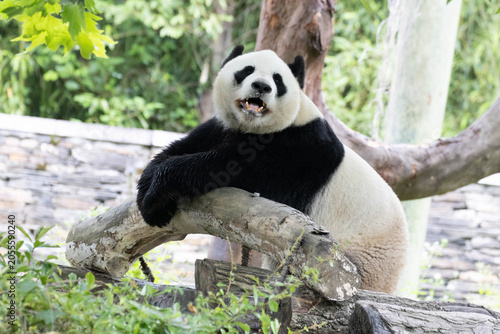 Close up Male Panda returned from USA, Xiao Qi Ji, eating Bamboo Shoot