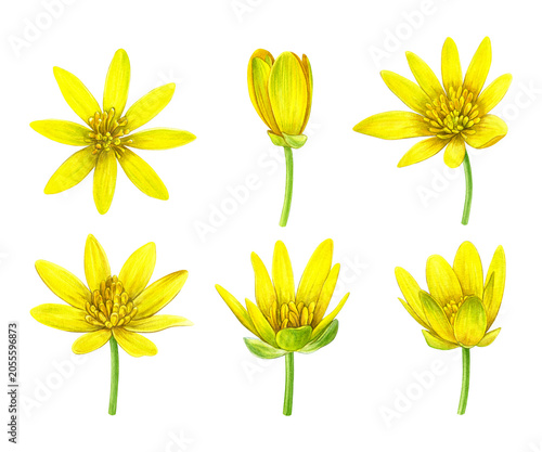 Watercolor botanical set of yellow lesser celandine flowers in bloom and bud stages. Hand-painted wildflowers for patterns, stationery, packaging, invitations, botanical prints and spring designs.