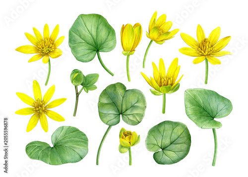 Watercolor botanical set of lesser celandine (Ficaria verna) flowers, buds, stems, and leaves. Hand-painted spring plant elements for patterns, packaging, stationery, prints and botanical projects.