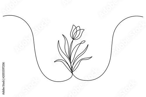 Continuous line drawing of a single tulip flower blooming elegantly