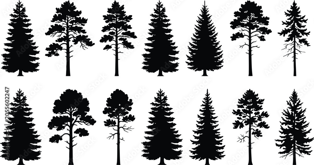 Fototapeta premium Conifer Tree Silhouettes On White Background Collection Of Evergreen Shapes