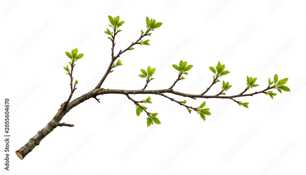 Fototapeta premium PNG Fresh green branch isolated background.