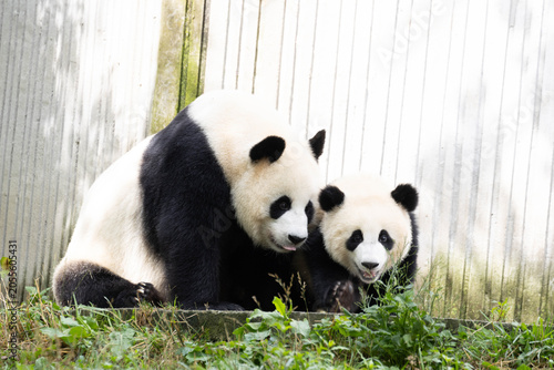 A portrait of Mother Panda, Can Can and her Cub, Wolong Panda Base