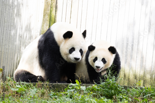 A portrait of Mother Panda, Can Can and her Cub, Wolong Panda Base