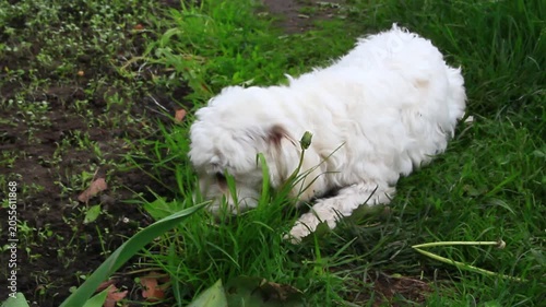 Maltipoo dog lying on the green lawn and chewing fresh grass. small white fluffy puppy enjoy playing and exploring nature in the garden. Cute hybrid pet having fun outdoors on a summer day.