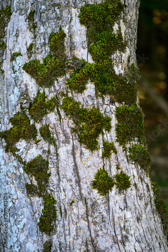 Vibrant green moss on bark