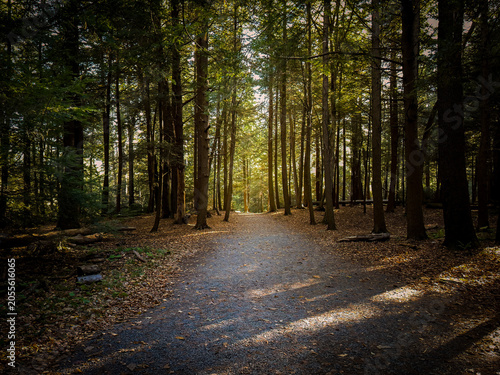 Swallow Falls State Park - Hiking Trail