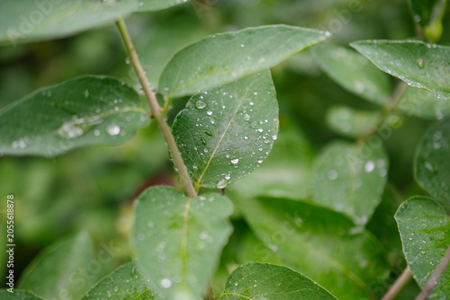 Wet leaf background backdrop macro abstract wet, water droplets, veins texture, pattern, rain vibrance, life, copy space selective focus image