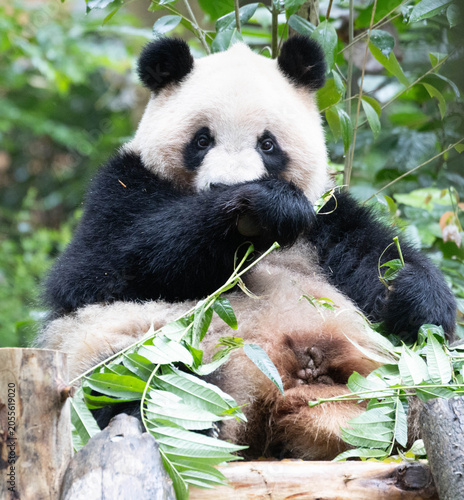 Close up Sweet Panda, Qi Yi, Chengdu, China