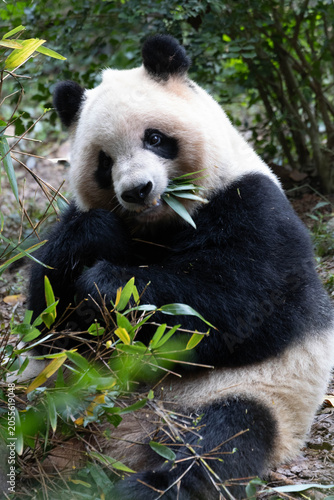 Close up Sweet Panda, Qi Yi, Chengdu, China