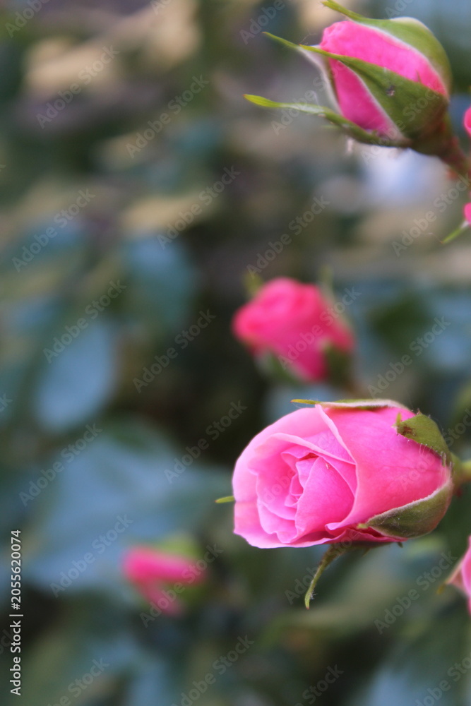 Fototapeta premium pink rose bud on a blurred background