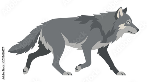 Photos Gray wolf prowling on a plain white background.