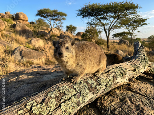 Small rock hyrax sits perched upon a lichen covered log in the warm african savanna sunshine