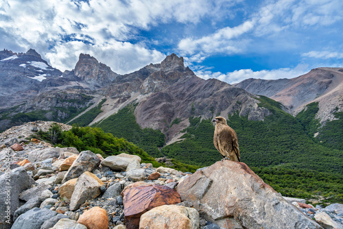 Photos Chimango caracara bird perched on a rock with a scenic mountain landscape and gl