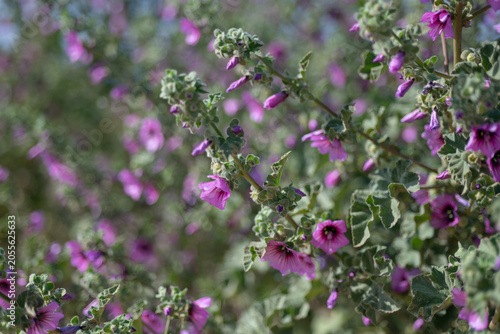 Photos Pink Mediterranean mallow flowers blooming across dense silvery foliage in warm sunlight