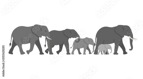 Fotografie Family of five elephants walking in a single line.