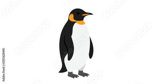 Emperor penguin standing on white background.