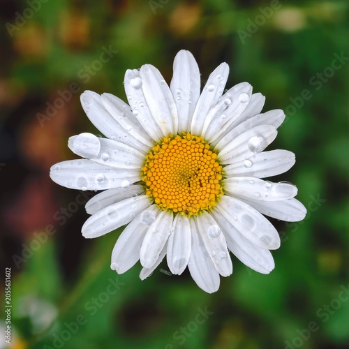 Foto Oxeye daisy flower close-up with water droplets