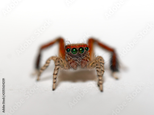 Photos Saltique barbue mâle (Saitis barbipes) en macrophotographie sur fond blanc, port