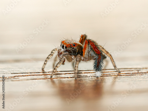 Konstfotografi Saltique barbue mâle (Saitis barbipes) sur parquet, macrophotographie d’une arai