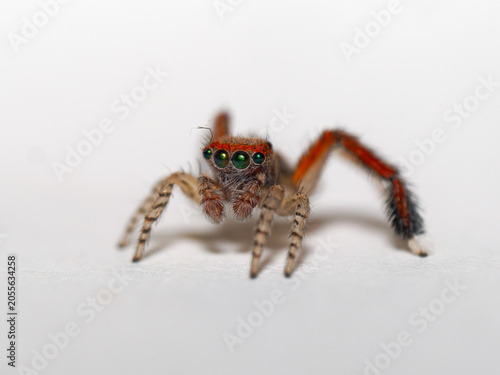 Tableau sur toile Saltique barbue mâle (Saitis barbipes) en macrophotographie sur fond blanc, port