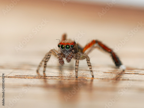 Canvastavla Saltique barbue mâle (Saitis barbipes) sur parquet, macrophotographie d’une arai