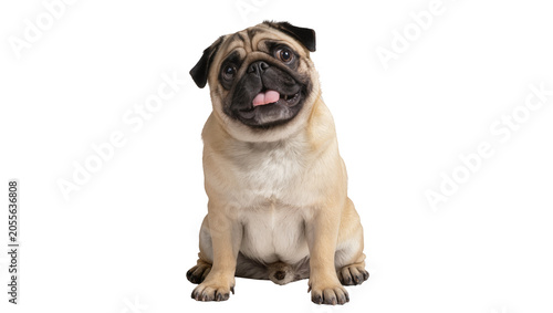 Cute fawn pug dog sitting tongue out, isolated on transparent background