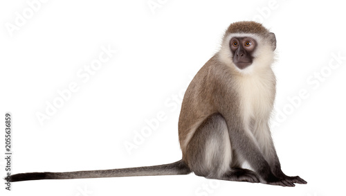 Schilderij op canvas Gray vervet monkey sitting, isolated on transparent background