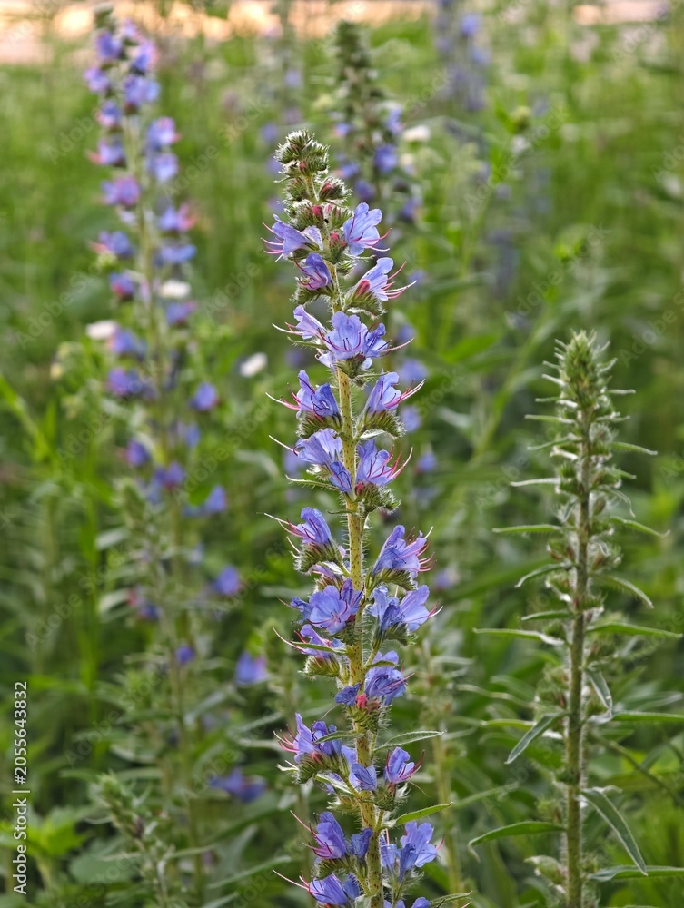 Fototapeta premium Viper bugloss echium vulgare flowers blooming in summer field