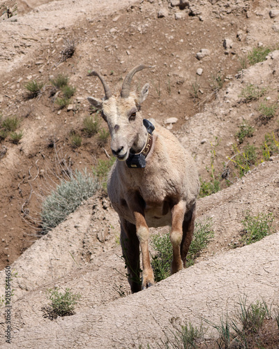 Obraz na plátně Bighorn sheep with tracking collar navigates rocky terrain