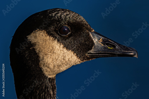 Canvastavla Canada Goose closeup in Idaho