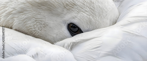 Close-up of a white swan resting with one eye open among soft feathers. Detailed plumage, calm expression, and watchful gaze create a peaceful wildlife portrait of beauty and alertness.