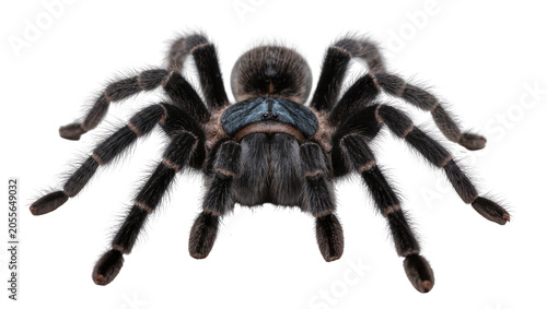 Bild auf Leinwand Fluffy black tarantula with blue markings, isolated on transparent background