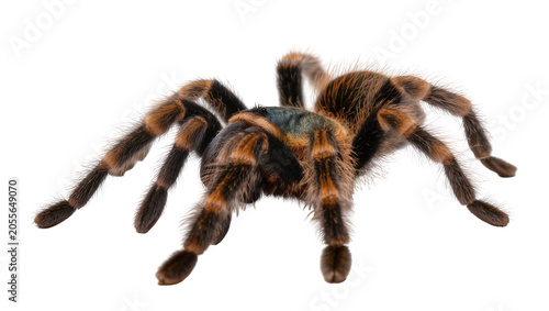 Photos Fluffy brown and black tarantula spider with hairy legs, isolated on transparent