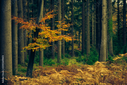 Tree autumn forest tullymore