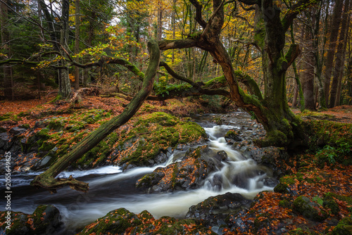 Tullymore tree forest
