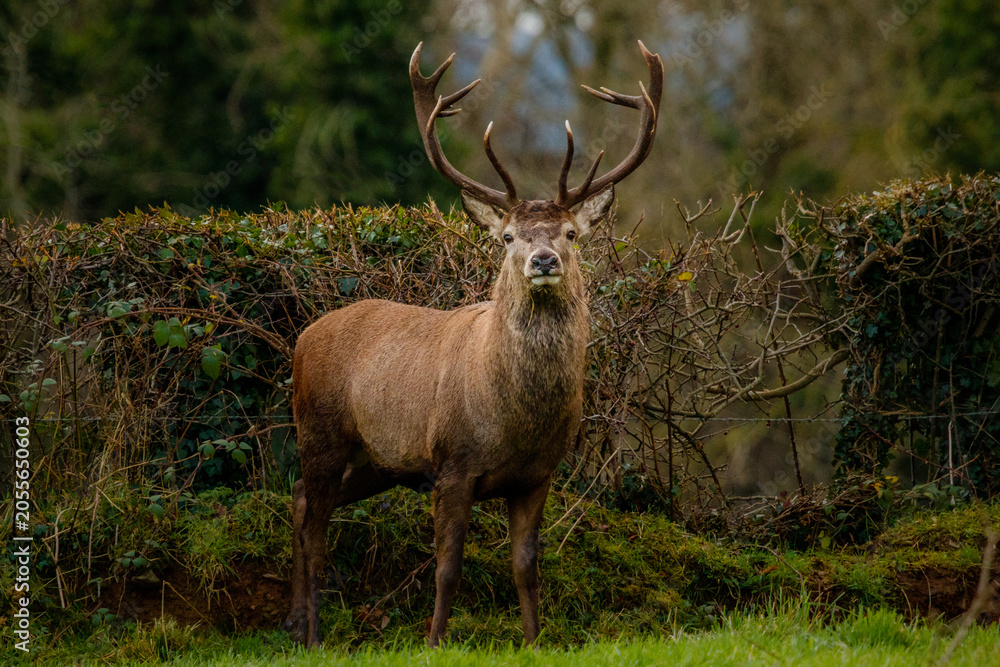 Fototapeta premium wild stag ireland