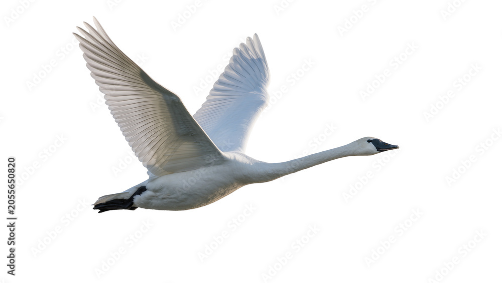 Obraz premium Graceful white swan with outstretched wings flying, isolated on transparent background