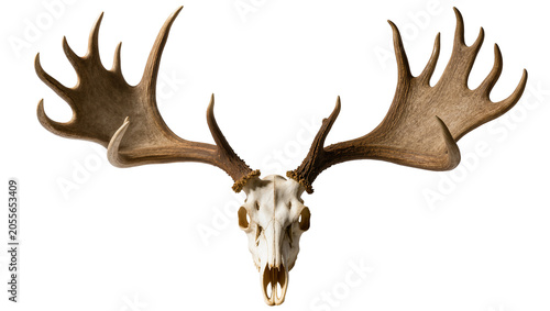Konstfotografi Large moose skull with impressive antlers, isolated on transparent background