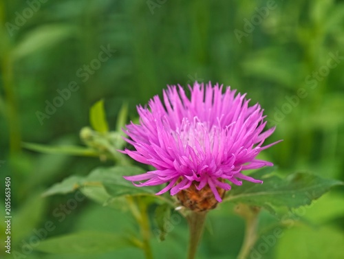 Slika na platnu Brown knapweed centaurea jacea flower blooming close up