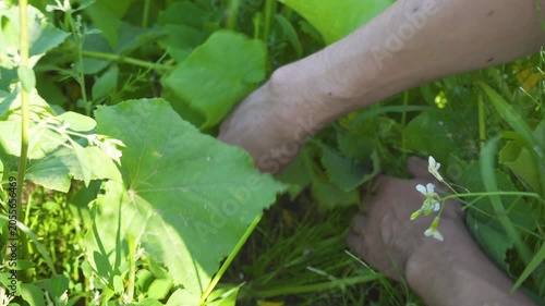 Farmer picking ripe cucumber in the garden, Harvesting fresh cucumbers in the backyard garden, Farmer sustainable farming.
