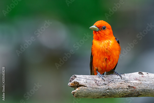 A male Scarlet Tanager ( Piranga olivacea ) has stopped by our feeders here in Windsor in Upstate NY.  The bright orange of this bird is eye-catching.