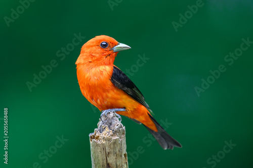 A male Scarlet Tanager ( Piranga olivacea ) has stopped by our feeders here in Windsor in Upstate NY.  The bright orange of this bird is eye-catching.