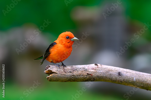 A male Scarlet Tanager ( Piranga olivacea ) has stopped by our feeders here in Windsor in Upstate NY.  The bright orange of this bird is eye-catching.