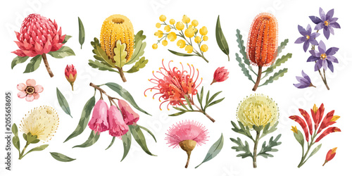 Obraz na płótnie Watercolor Australian native wildflowers and botanical floral set