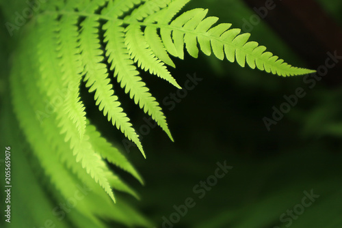 Foto Bright green fern fronds, such as the common bracken (Pteridium aquilinum), against a dark background