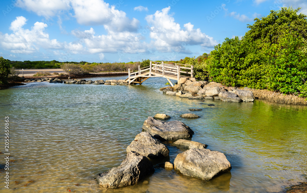 Fototapeta premium The scenic wooden bridge at Pont de Anse a Prunes in Sainte Anne, Martinique, surrounded by rocks, lush green mangroves, and blue sky. Hiking path to the Savanna of Petrifications. Caribbean France